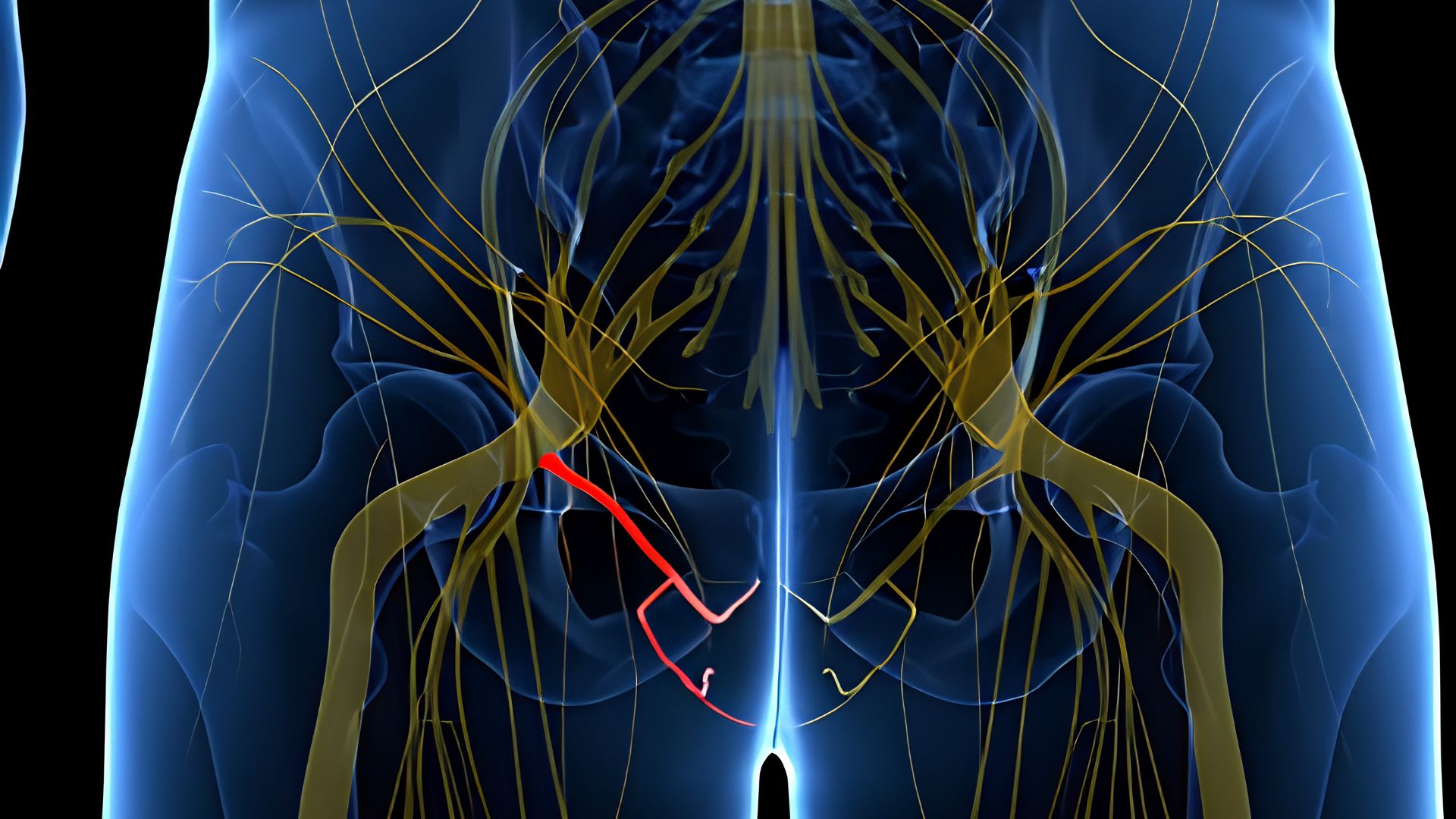 anatomia-nervo-pudendo