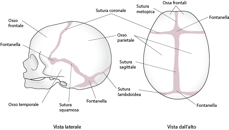 suture craniche