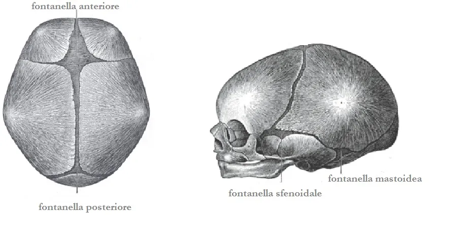 fontanelle-craniche-neonato1