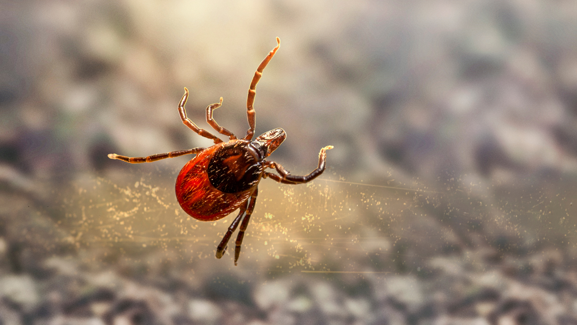 Malattia di Lyme
