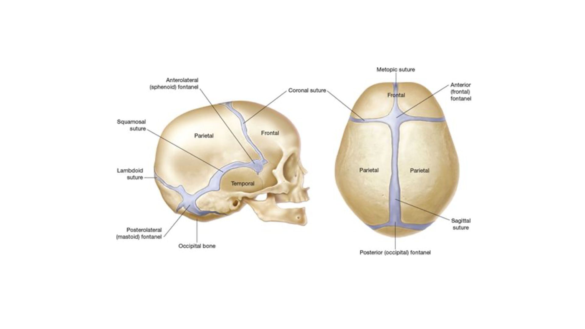 anatomia-cranica-neonato