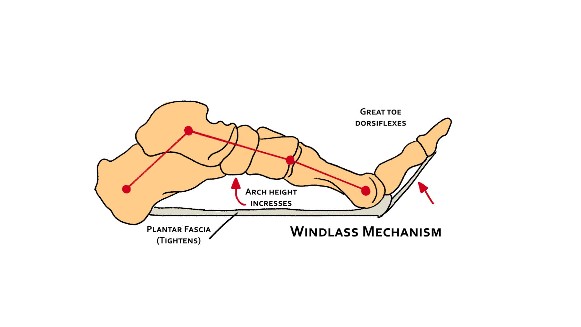 meccanismo-di-windlass